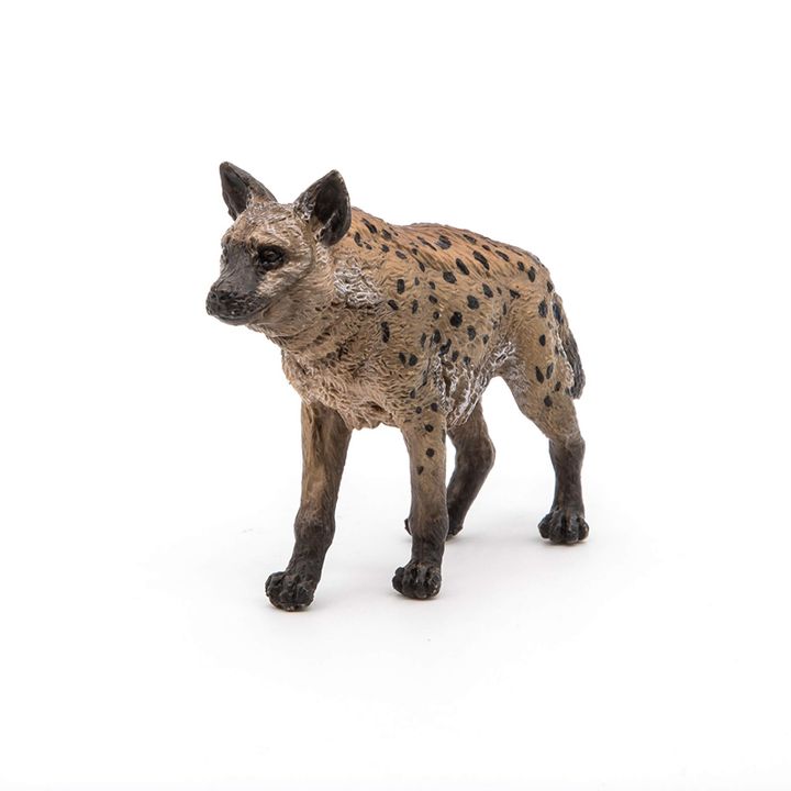 papo-hyena-satamasho-aftari