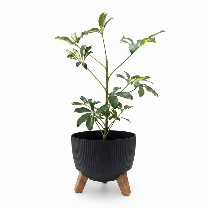 dear-plants-sheflera-qotnit