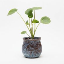 Product image of Desk Plant Coin Charm სამუშაო მაგიდის მცენარე