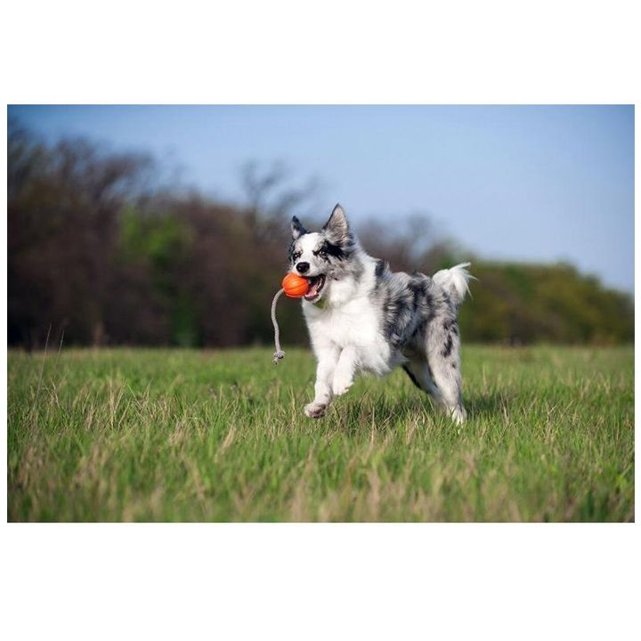 collar-burti-laikeri-qordi-photo-3