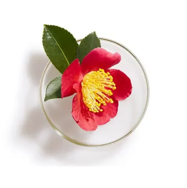 tsubaki-datenianeba-da-aghdgena-premium-konditsioneri-photo-4