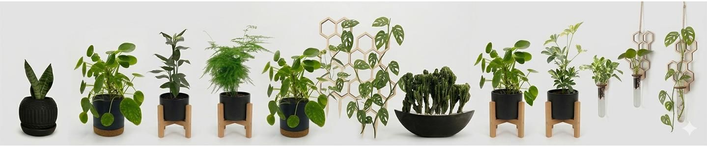Cover photo of Dear Plants