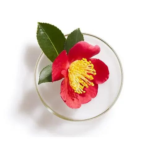 tsubaki-motsuloba-da-aghdgena-premium-shampuni-shiseido-sgan-photo-3