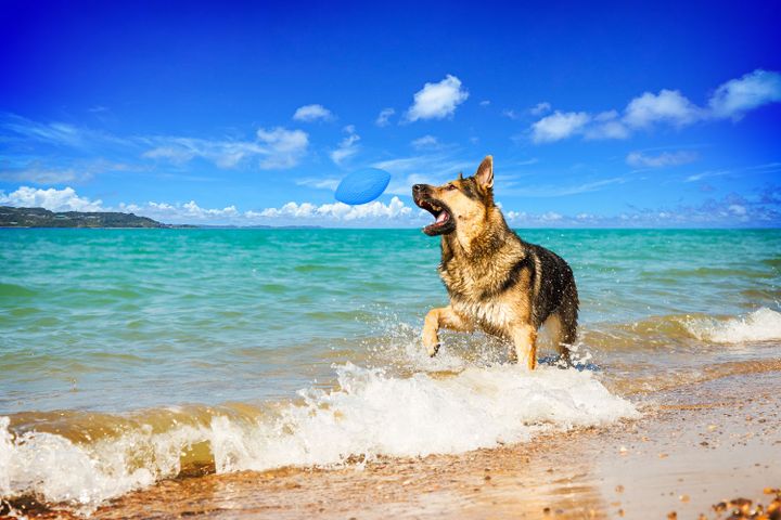 pitchdog-satamasho-ganteli-aportis-brdzanebis-savarjishod-photo-4