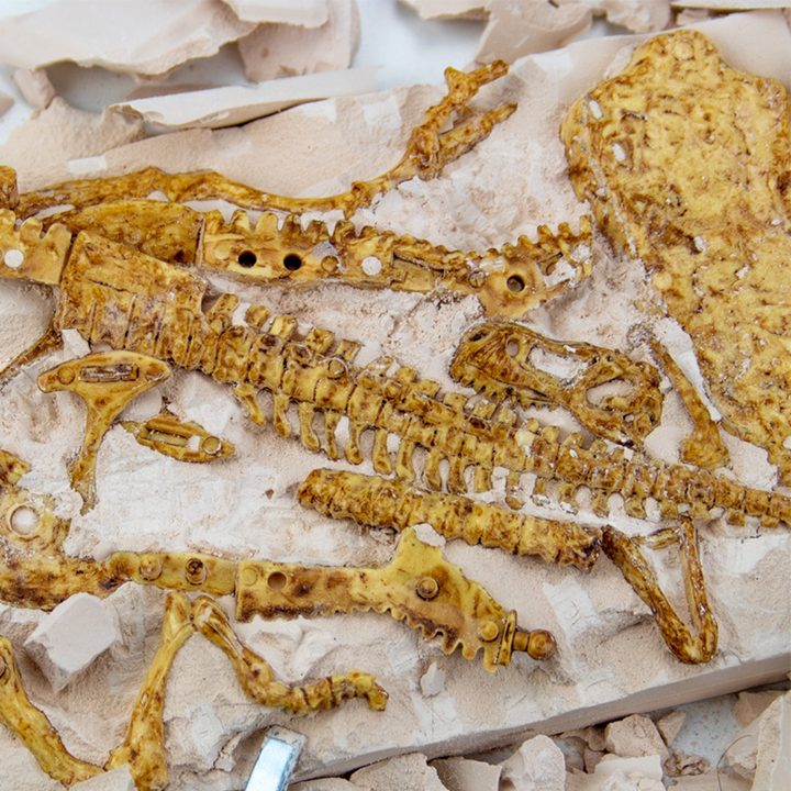 science4you-t-rex-satamasho-sametsniero-nakrebi-ipove-dinozavri-photo-3