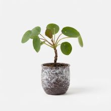 Product image of Desk Plant Coin Charm სამუშაო მაგიდის მცენარე ქოთნით