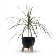 Product image of Dear Plants დრაცენა პლასტმასის ქოთნით