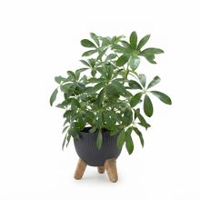 Product image of Dear Plants შეფლერა ქოთნით