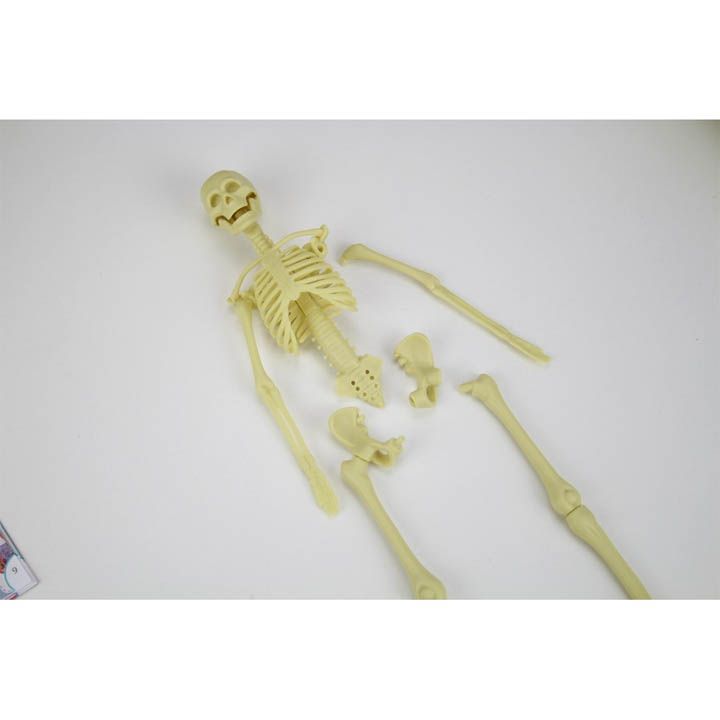 science4you-anatomy-2-in-1-shemetsnebiti-satamasho-photo-2