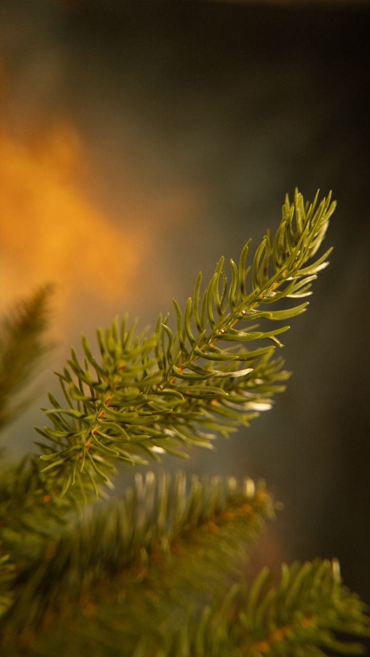 malali-250sm---dizaineruli-nadzvis-khe-shako-da-ninosgan-photo-4