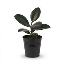 Product image of Dear Plants Ficus ფიკუსი