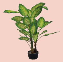 Product image of ხელოვნური მცენარე დიფენბახია 120სმ