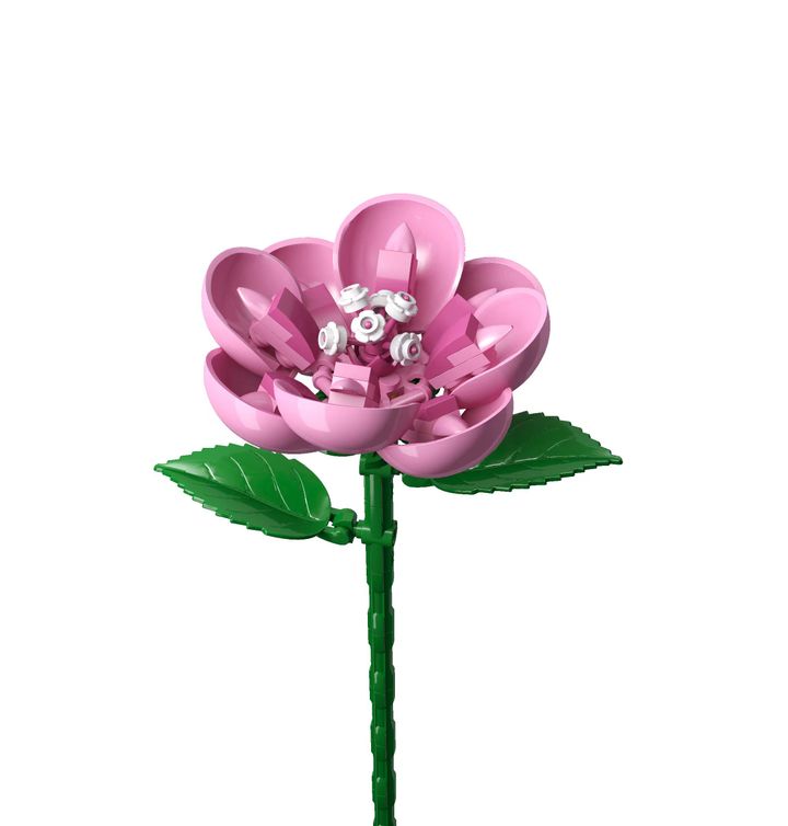 asatsqobi-satamashohibiscus-building-blocks