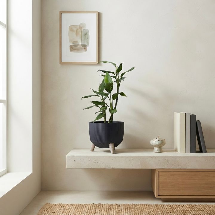 dear-plants-stafiliumi-plastmasis-qotnit-photo-4