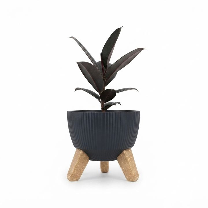 dear-plants-fikus-elastika-plastmasis-qotnit