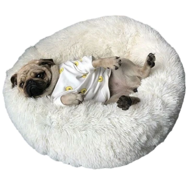 petsup-dzaghlis-satsoli