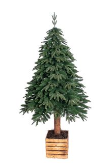Product image of ნაძვის ხე Montana green