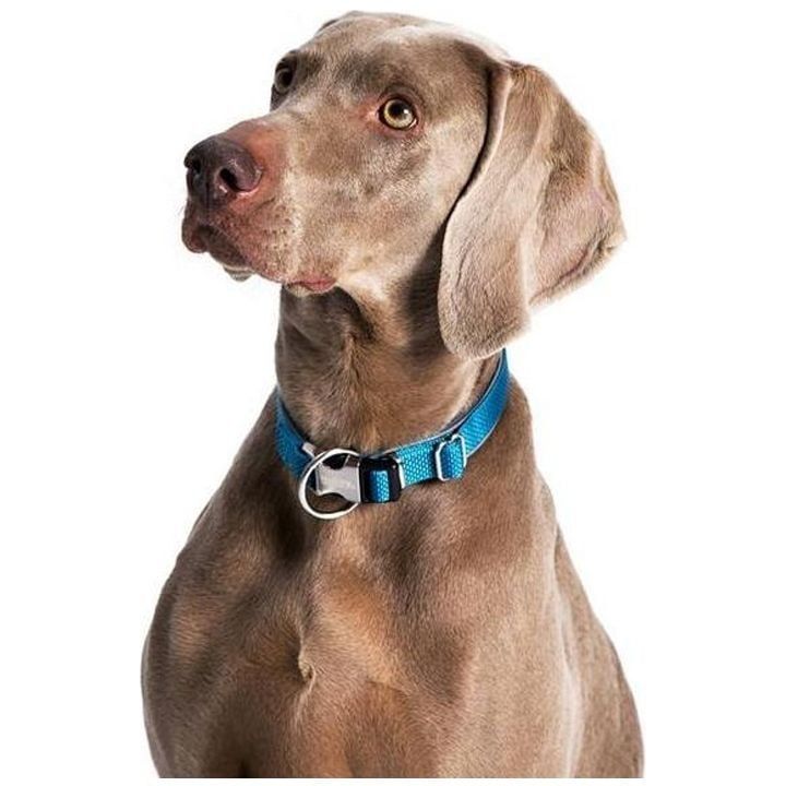 nobby-classic-royal-dzaghlis-saqelo-photo-2