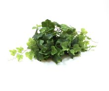 Product image of LABORATORY MY HOME ხელოვნური მცენარე