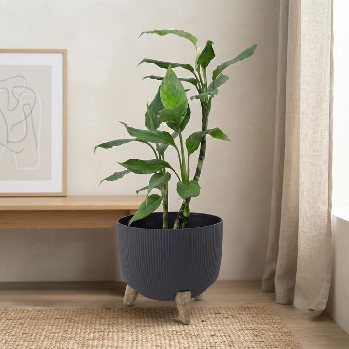 dear-plants-stafiliumi-plastmasis-qotnit-photo-2