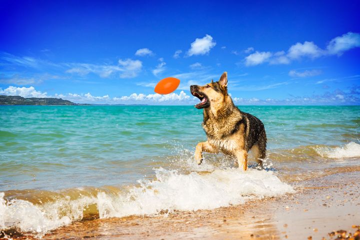 pitchdog-satamasho-ganteli-aportis-brdzanebis-savarjishod-photo-2