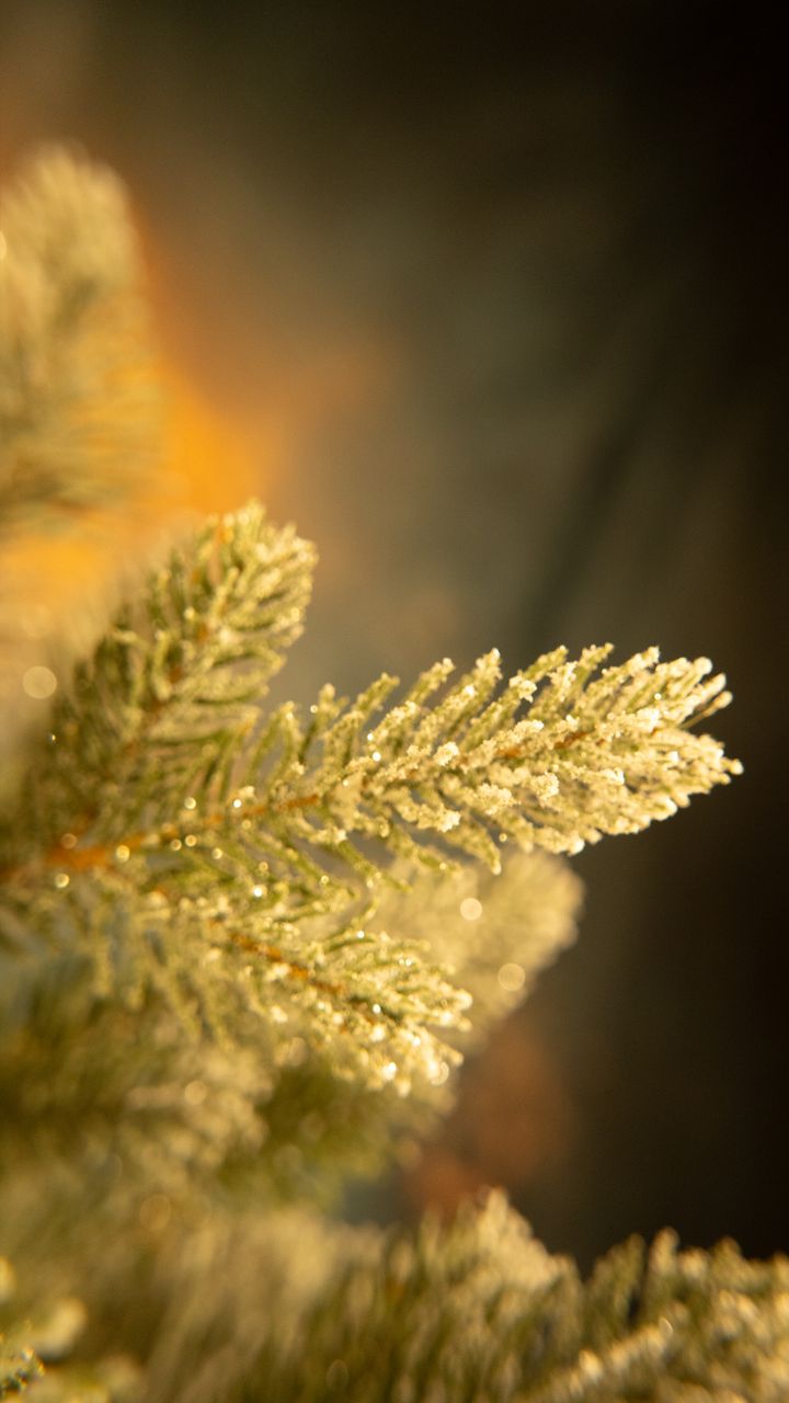 malali-220sm-kristali---dizaineruli-nadzvis-khe-shako-da-ninosgan-photo-4