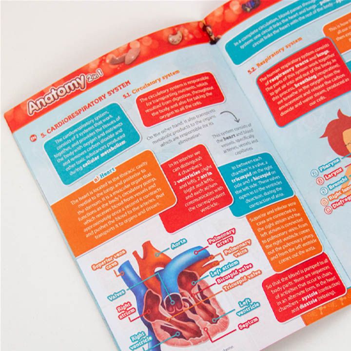 science4you-anatomy-2-in-1-shemetsnebiti-satamasho-photo-3