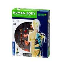 Product image of Thames & Kosmos Nature Discovery ადამიანის სხეულის ანატომიური მოდელი 1:6