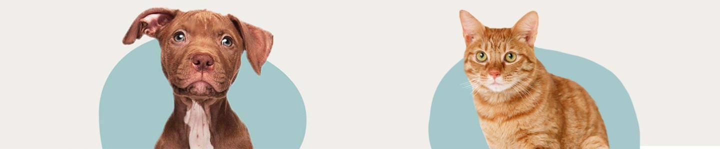 Cover photo of Petfood