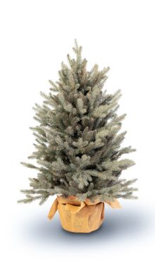 Product image of კდემა 100სმ + ქოთანი SNAPTREE - დიზაინერული ნაძვის ხე შაკო და ნინოსგან