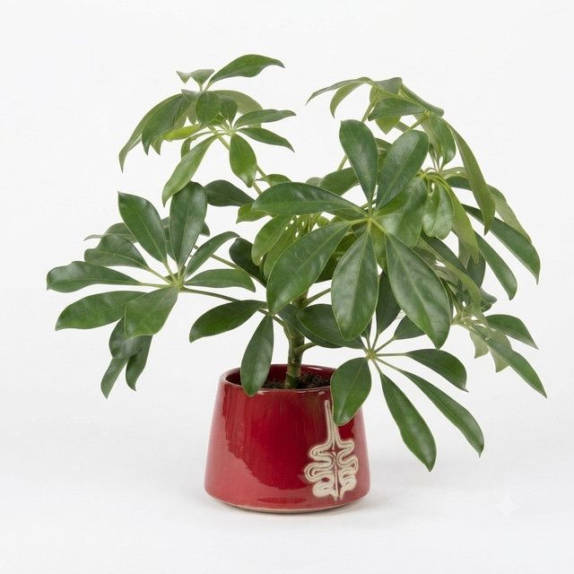 dear-plants-sheflera-qotnit-photo-2