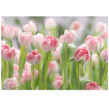 Product image of შპალერი გერმანული 8-708 Secret Garden 368X254 სმ