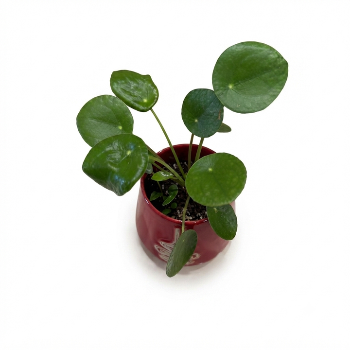 pilea-keramikis-qotnit-photo-2