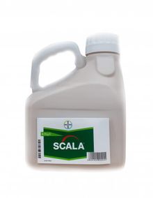 Product image of სკალა
