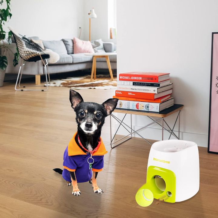 all-for-paws-fetchn-treat-burtis-sasroli-photo-4