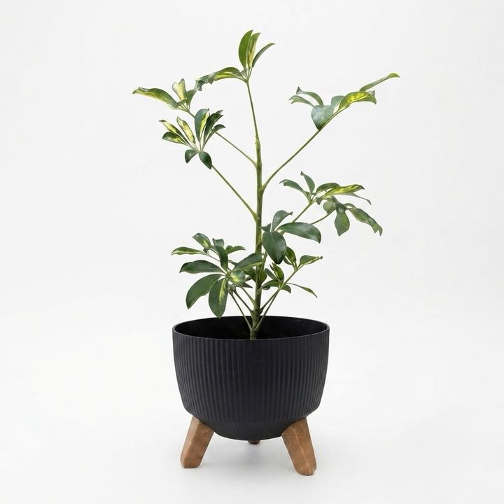 dear-plants-sheflera-qotnit-photo-2
