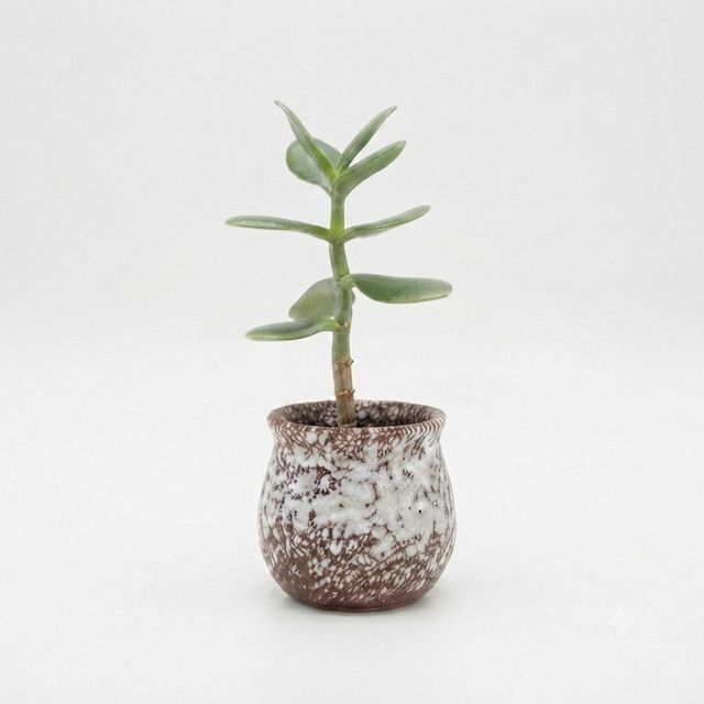 dear-plants-desk-plant-jade-plant-nefritis-mtsenare-qotnit