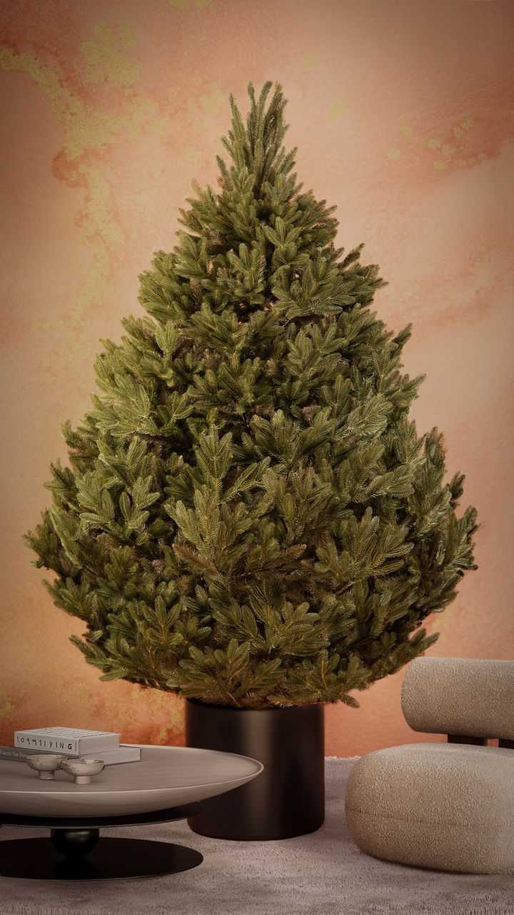 aqate-250sm---dizaineruli-nadzvis-khe-shako-da-ninosgan-photo-2