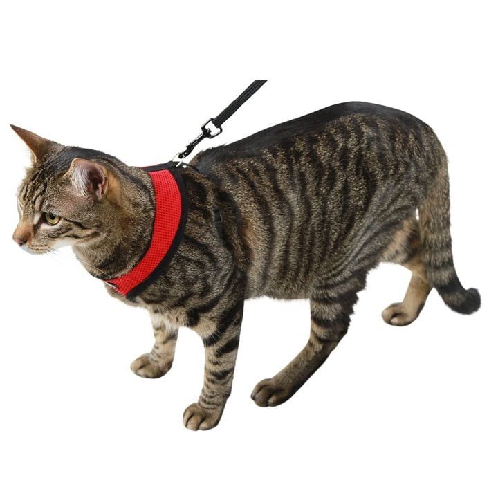 kerbl-katis-saqelo-photo-3