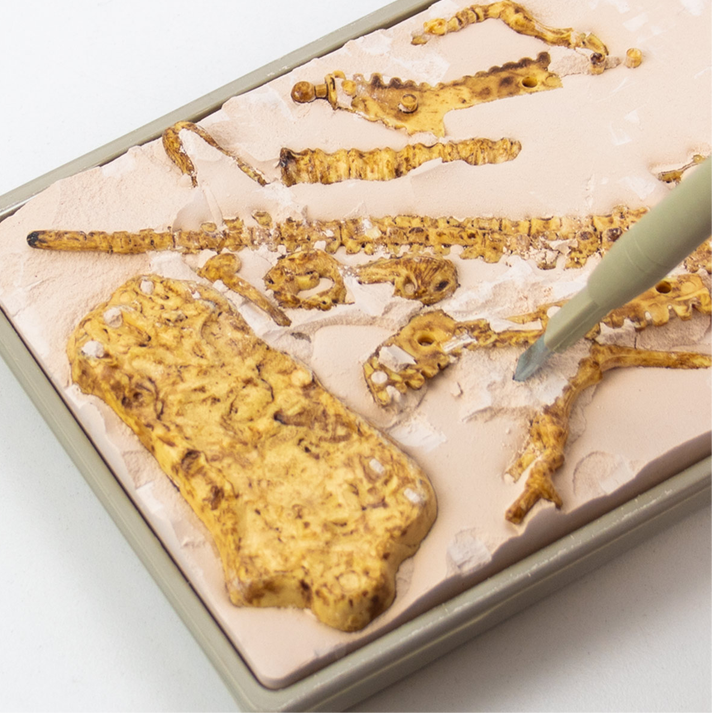 science4you-t-rex-satamasho-sametsniero-nakrebi-ipove-dinozavri-photo-2