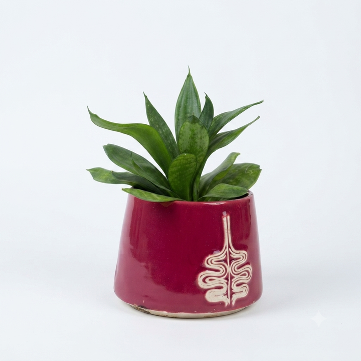 sansevieria-keramikis-qotnit-photo-3