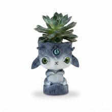 Product image of Dear Plants Mexican Snowball მცენარე დეკორატიული ქოთნით