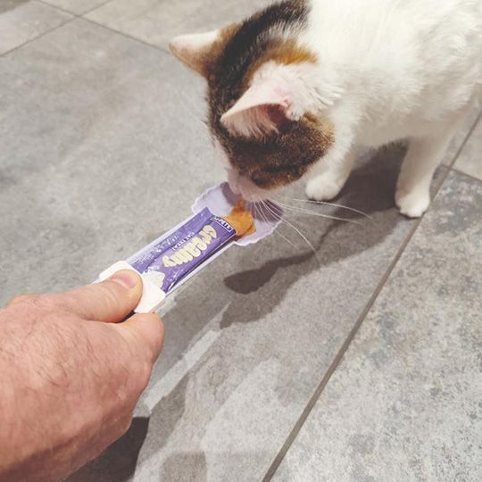 m-pets-creamy-bee-kremovani-sasusnavis-kovzi-photo-2