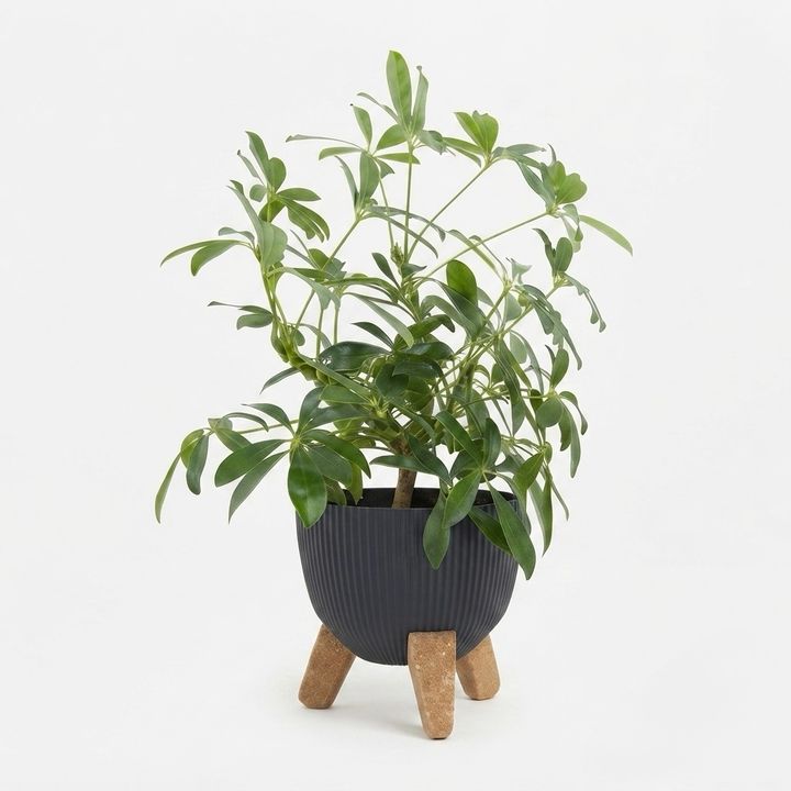 dear-plants-sheflera-qotnit-photo-2