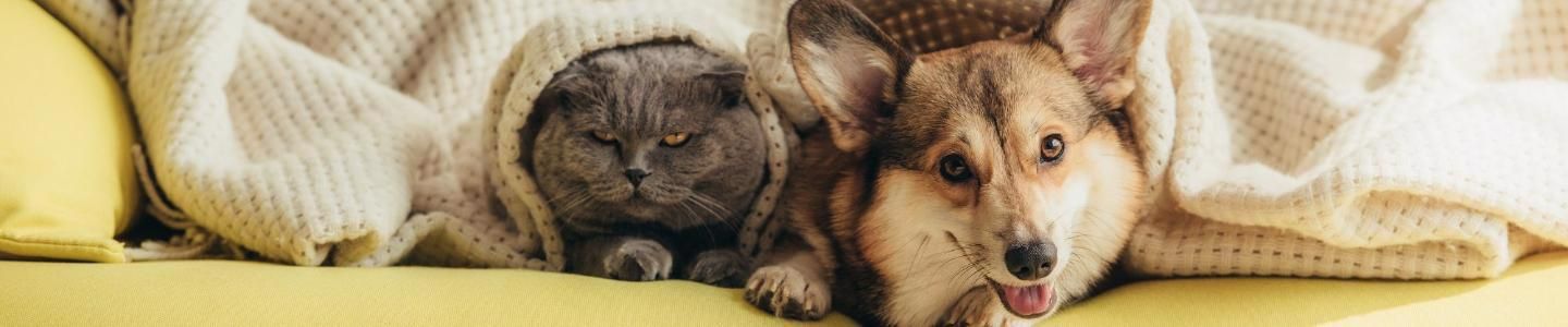 Cover photo of ზოოსტანდარტი