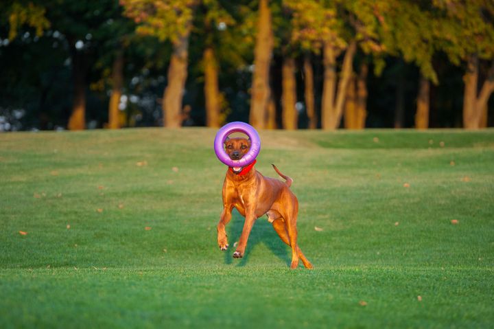 puller-maxi-savarjisho-satamasho-dzaghlebistvis-30sm-photo-3