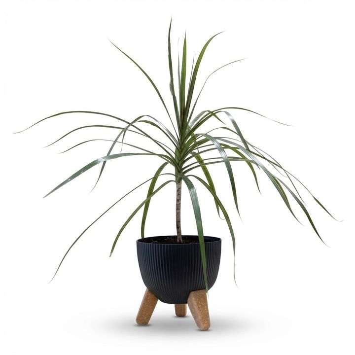 dear-plants-dratsena-plastmasis-qotnit