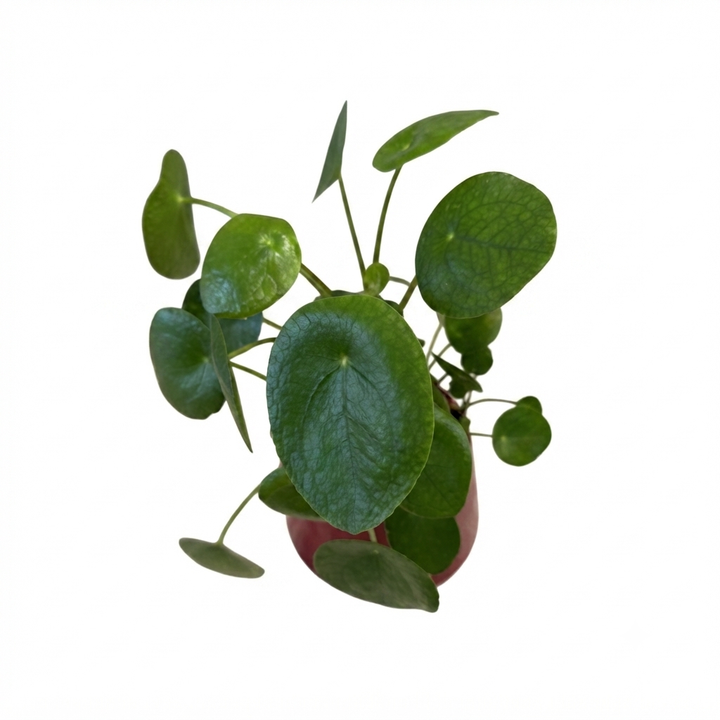 pilea-sami-dzirit-keramikis-qotnit-photo-2