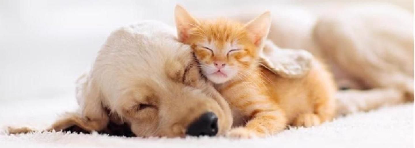 Cover photo of ზოოლაიფი +