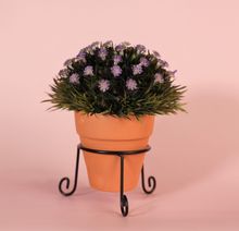 Product image of ლავანდის ბუჩქი ქოთნით/სადგამით